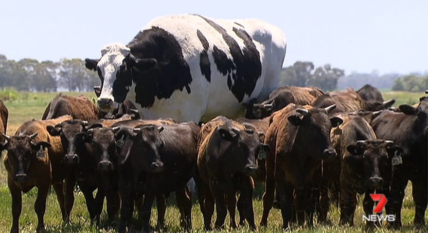 Who Is Knickers, The Really Big Cow?