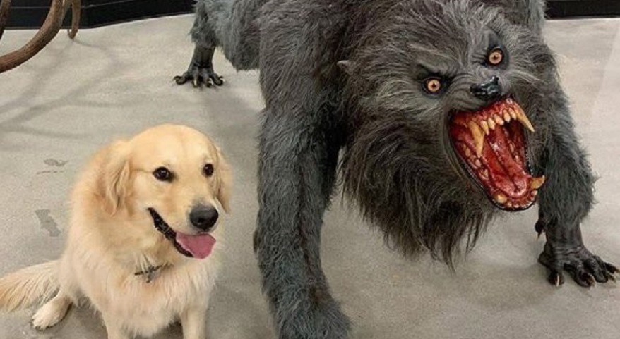 Dog vs. Werewolf Memes