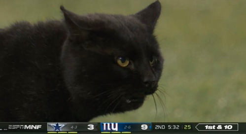 Bad Omen? A Black Cat on Monday Night Football