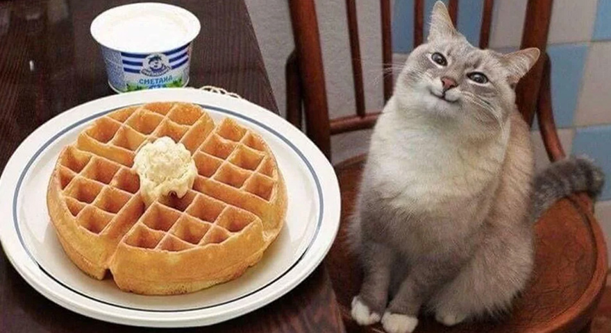 Cat Sitting Next To Waffles/Pancakes/Blini Memes