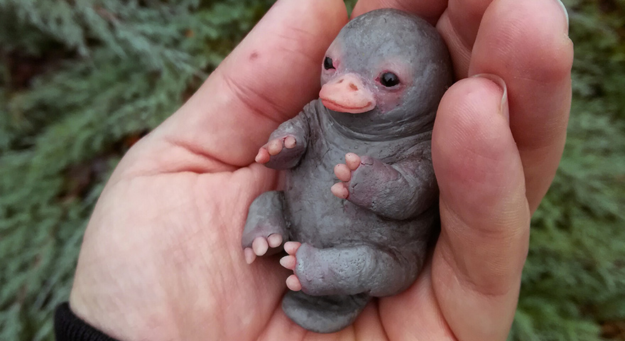 Baby Platypus Memes