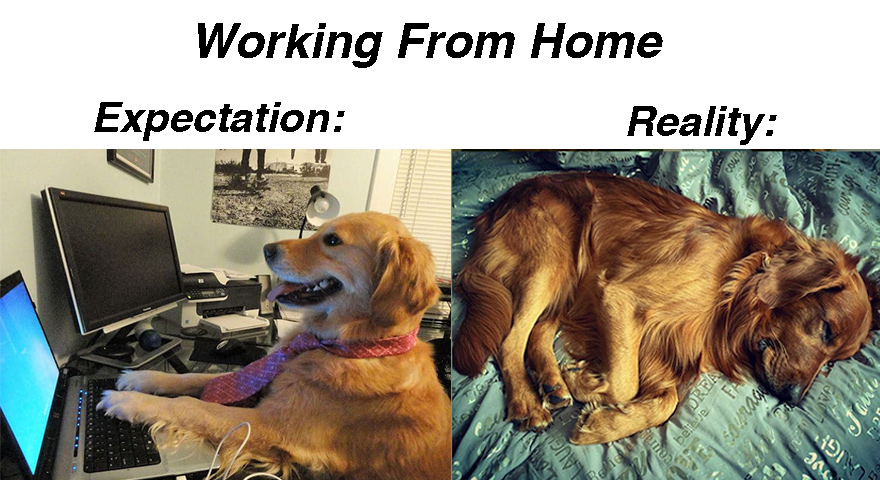 Work From Home Memes