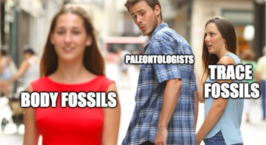 Spinosaurus Memes