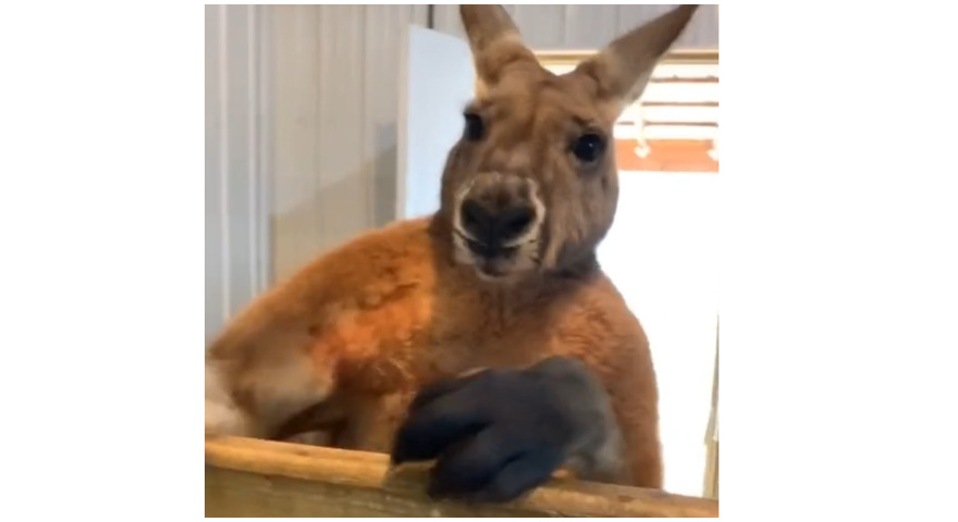 The Internet Is Shocked By A Boxing Kangaroo TikTok Video