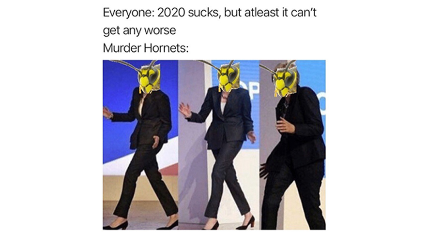 Murder Hornets Memes 💀 🐝