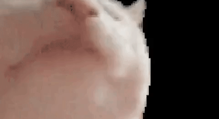 Head-Banging Cat GIF Memes – Vibing Cat Memes
