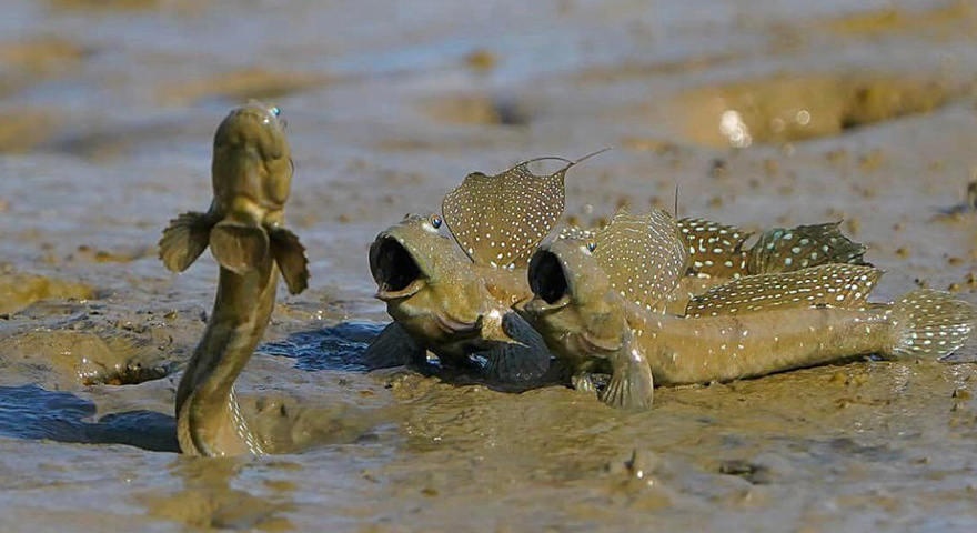Mudskipper Memes: Surprised Lizard-Like Fish In Mud