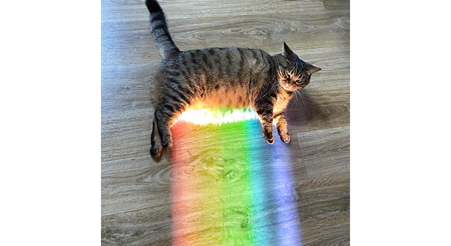 Rainbow Cat Memes – Real Life Nyan Cat